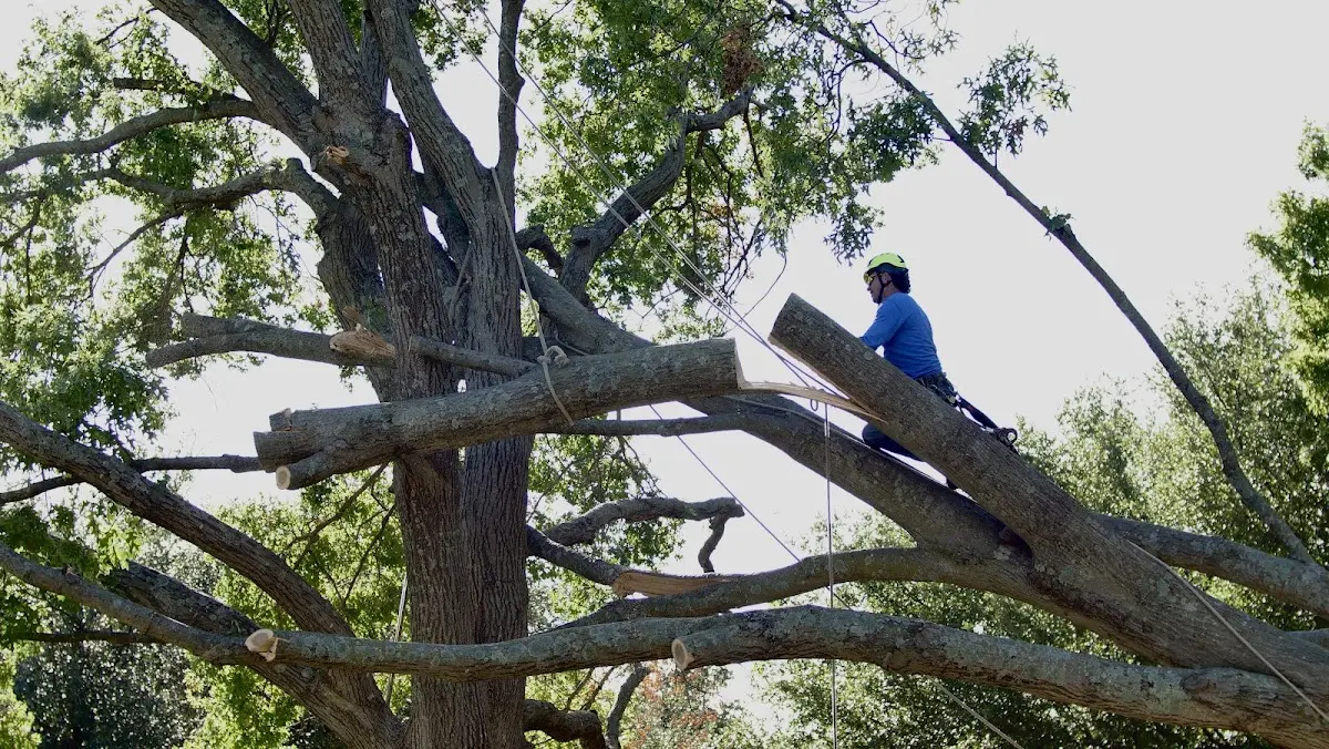 Professional Crown Thinning performed by certified arborists in Illiopolis
